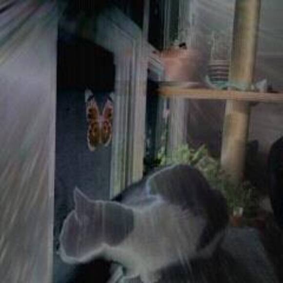 Meet your Posher, David - Picture 1 of 1